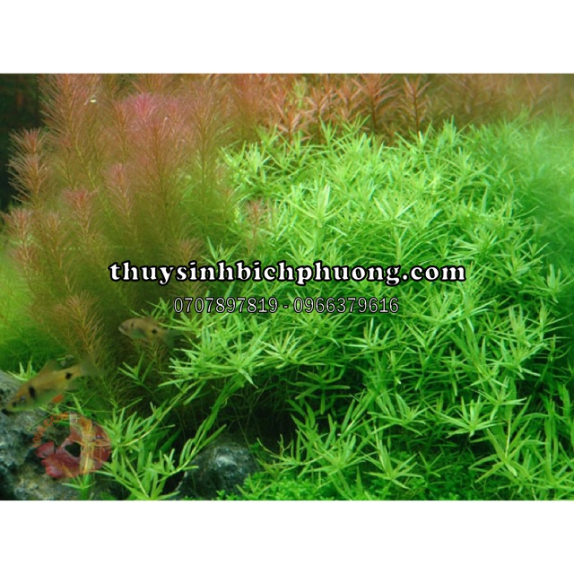 ROTALA XANH BÒ - VẨY ỐC XANH BÒ - ME XANH - CÂY THUỶ SINH