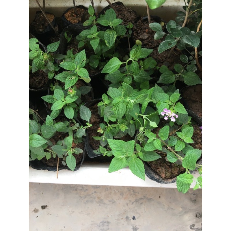 2 bầu cây giống ngũ sắc