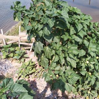 1kg thân lá cà độc dược khô