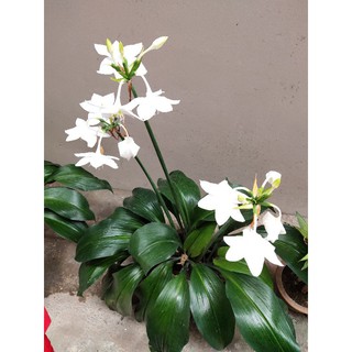 Củ hoa ngọc trâm