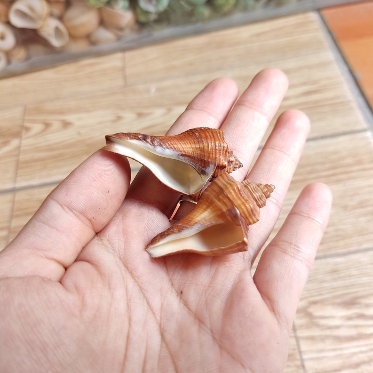 Vỏ ốc đùi gà trang trí màu sắc ngẫu nhiên