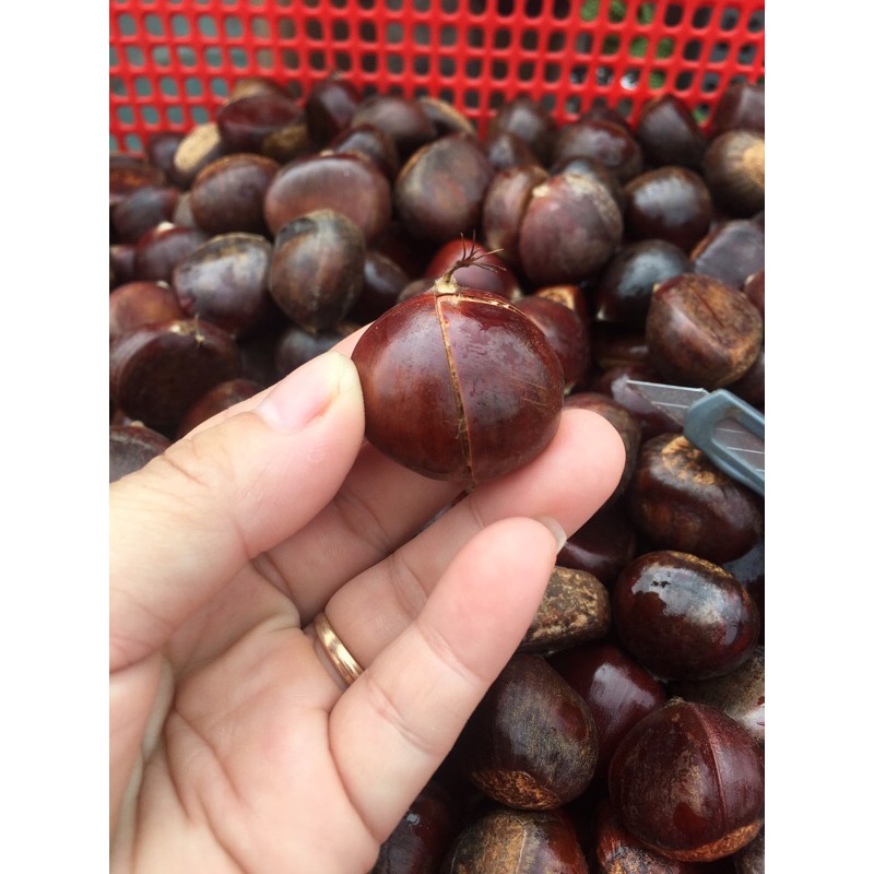 76k/kg(dẻ khứa vỏ sẵn) | BigBuy360 - bigbuy360.vn