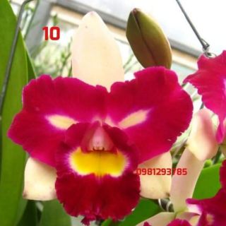 Cattleya cây giống