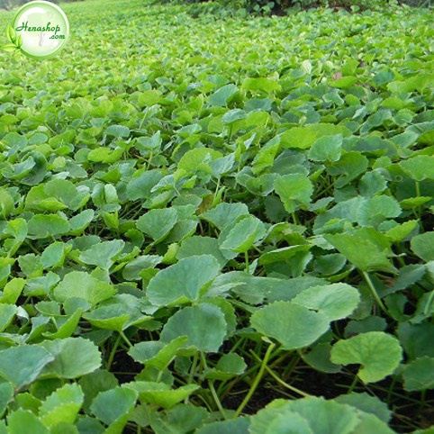 Hạt giống rau má cực dễ trồng tỉ lệ nảy mầm trên 90%