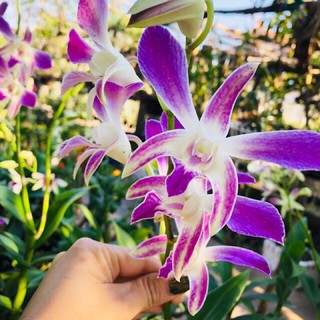 (1 chậu) Hoa lan dendro nắng 4N - đang hoa / đứng lá