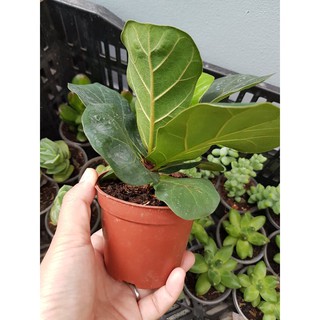 Cây Bàng Singapore Mini