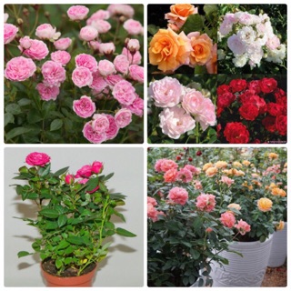 [GIÁ GỐC] Hạt Giống Hoa Hồng Thơm Mini Mix Nhiều Màu - 20 hạt