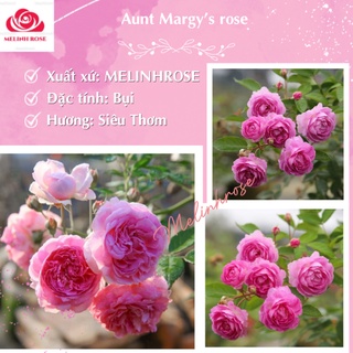 Hoa hồng ngoại siêu sai hoa Aunt Margy’s Rose- Vườn Hoa Mêlinh Rose