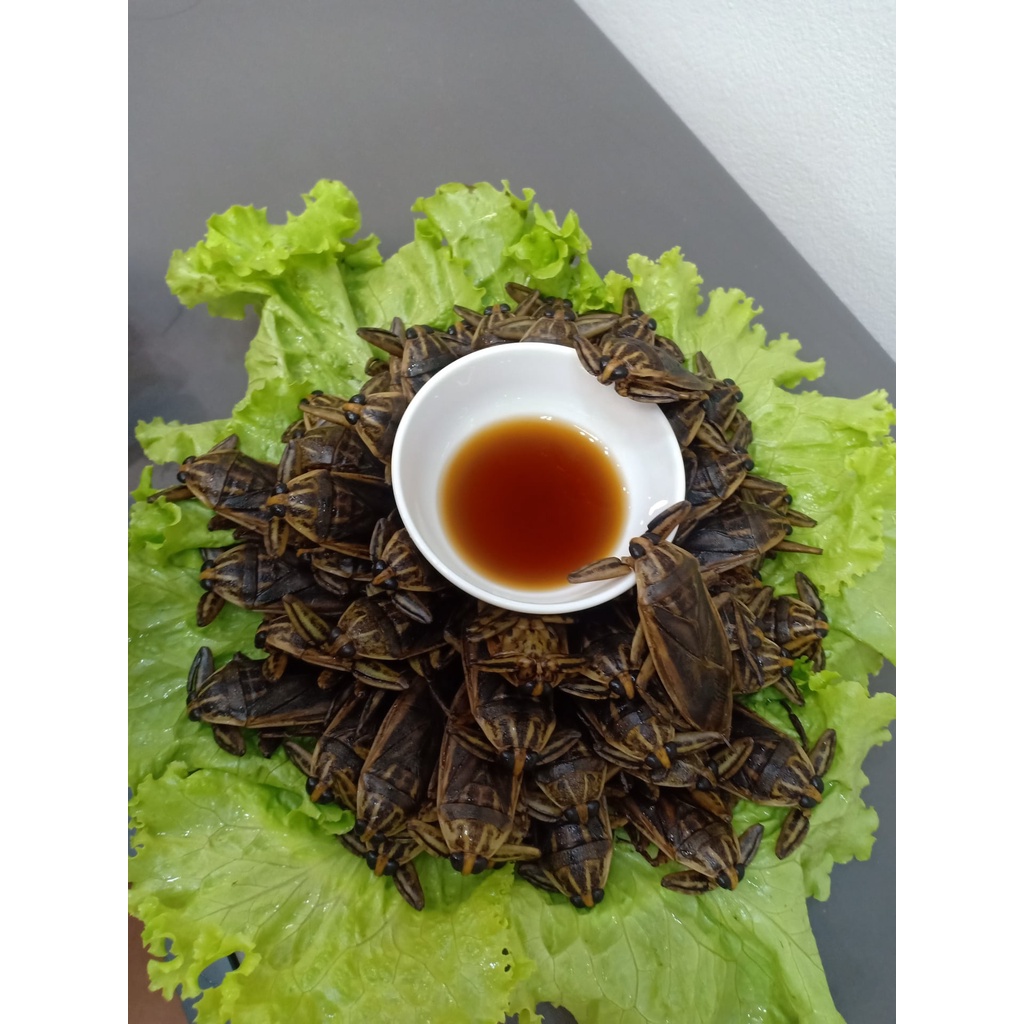 [Nước mắm NGON] Nước mắm cà cuống Hà Thành 10 con độ đạm 40N chai thủy tinh 500ml rin nguyên chất truyền thống sạch