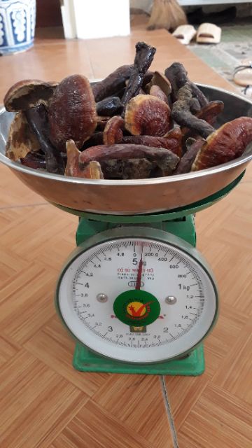Nấm Lim Xanh 100gr