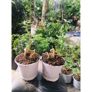 cần thăng mini