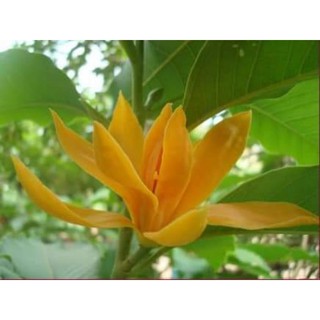 Ngọc Lan Hoa vàng,thơm-đẹp-lạ