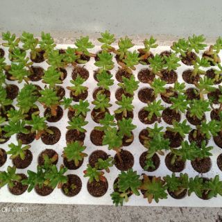 Combo 10 cây Sen đá mix nhiều loại