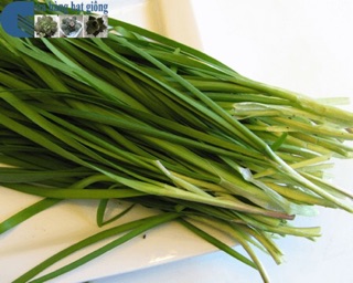 Hạt giống Hẹ ta F1