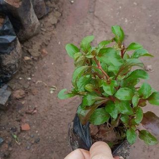 Combo 2 bầu rau cải nhật - Mua 2 tặng 1