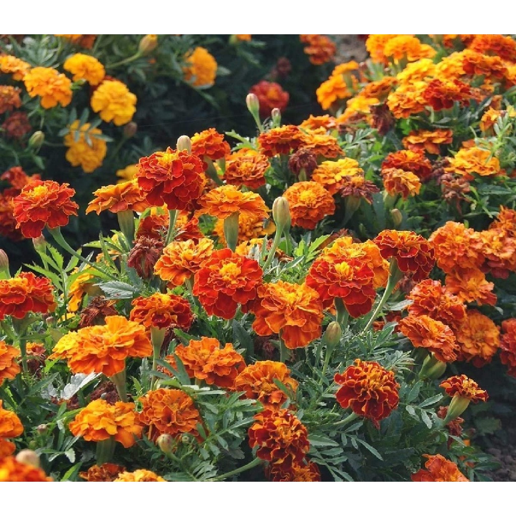 Hạt giống cúc vạn thọ - French Sparky Mix - Bảo vệ vườn hoa gia truyền 50 hạt