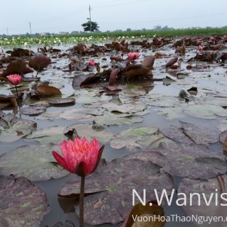Cây hoa súng Thái Lan Wanvisa V-17
