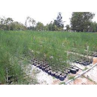 COM BO 2 CÂY GIỐNG PHI LAO