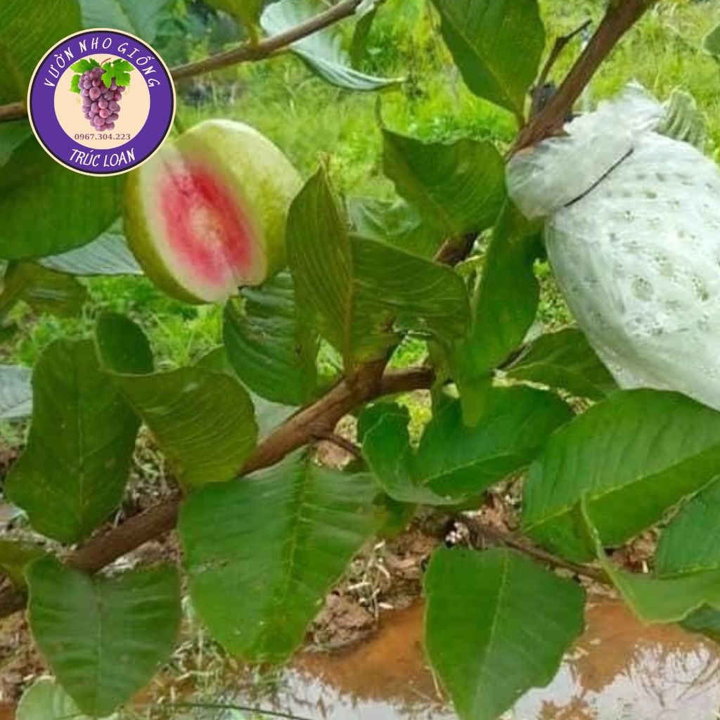 Cây Ổi Ruby ruột hồng chuẩn giống