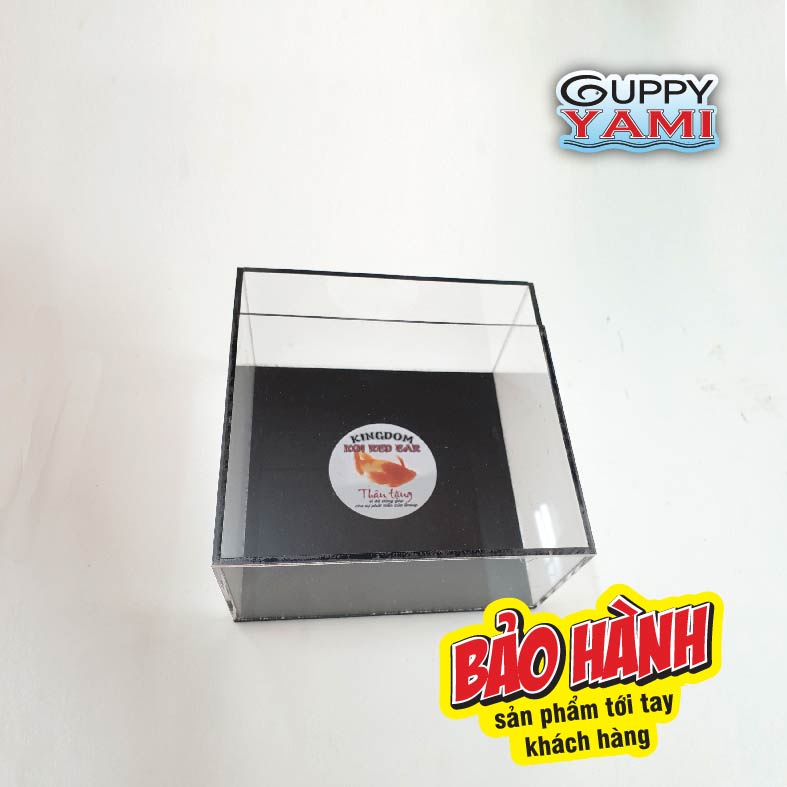 Keo Show cá Guppy mica siêu trong, Hồ Show cá Betta 2:1có thể show nằm & đứng 15x8x15, Bể Show cá Acrylic