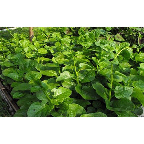 50Gr Hạt Giống Rau Mồng Tơi Cao Sản - 4 Mùa Quanh Năm