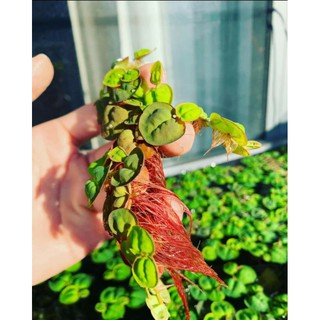 Bèo rễ đỏ thủy sinh lọc nước - trang trí bể cá | bể thủy sinh