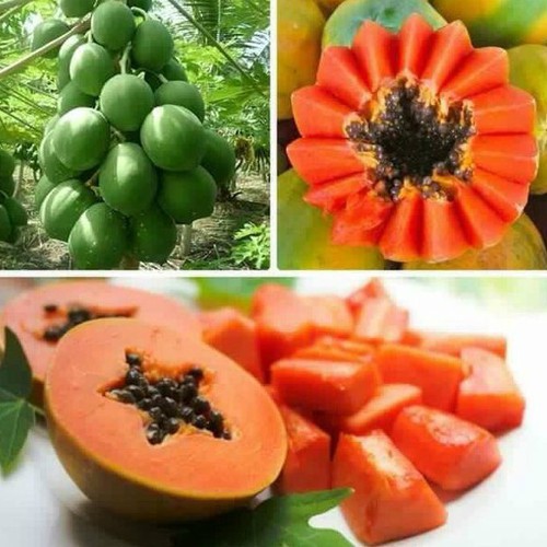 Hạt giống đu đủ lùn siêu trái gói 10 hạt_ tặng kèm 3 viên nén kích thích ươm hạt giống - HG