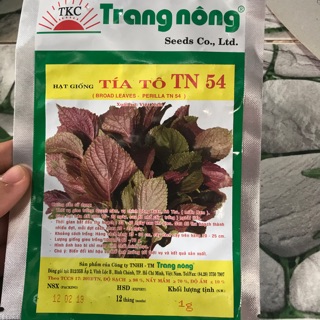 Hạt giống tía tô TN54 trồng vườn nhà