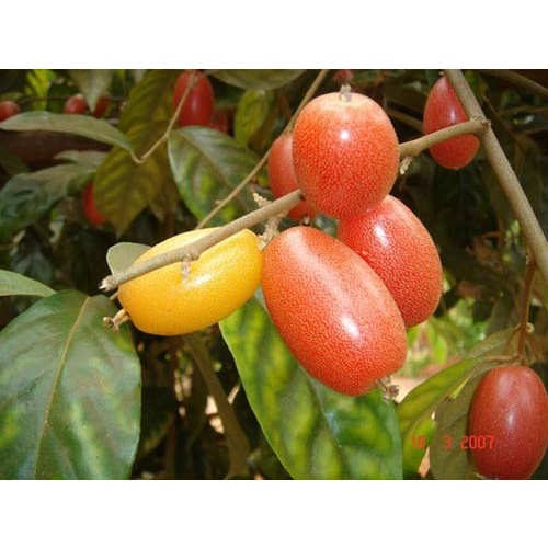 Cây nhót ngọt siêu trái