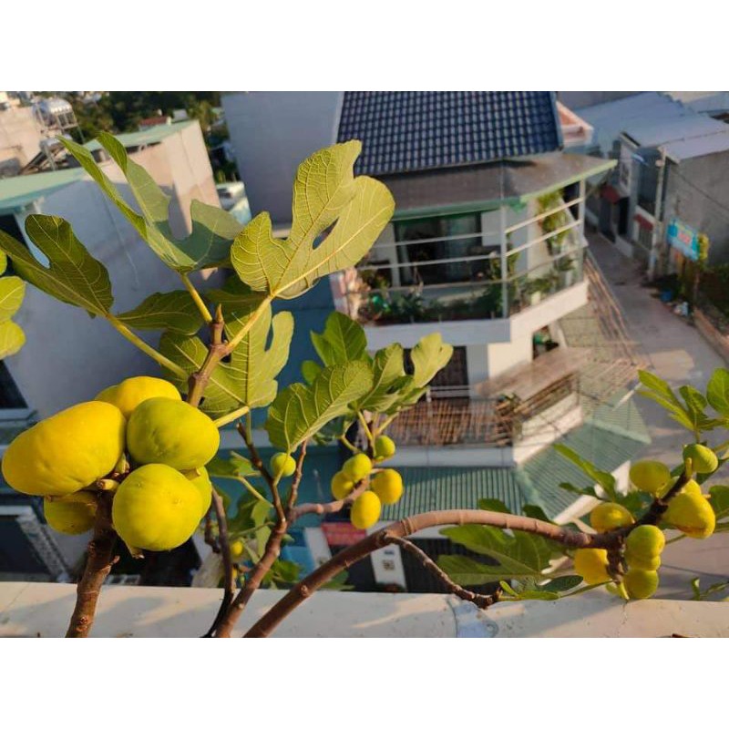 GIỐNG SUNG THUẦN VIỆT 4 THÁNG RA TRÁI
