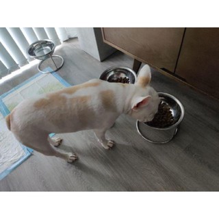 Đế ăn inox cho chó size trung( đế cao 15cm-tô 20cm)
