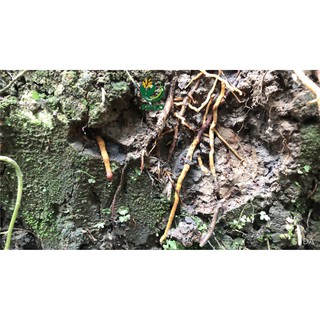 Phân bón vi lượng ROOT SEAWEED can 5 lít