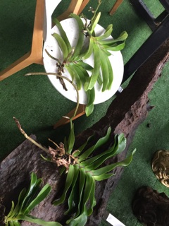Phong lan ngọc điểm cây bự