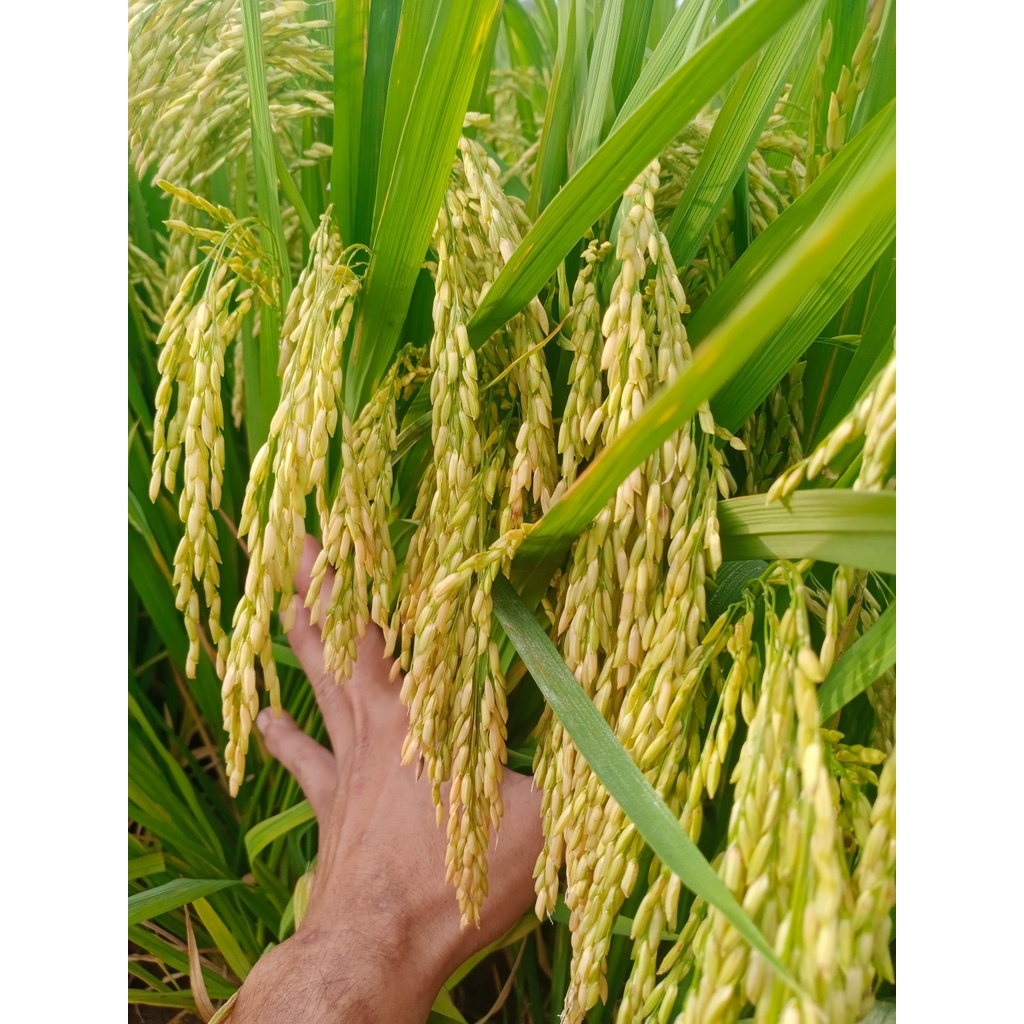 Phân bón lá vi lượng Hợp Trí Bortrac 500ml Đậu Trái - Chống Rụng Hoa và Trái Non