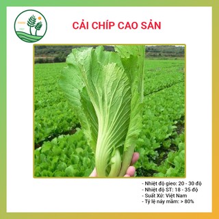 Hạt Giống Rau Cải Bẹ Xanh Mỡ - 20gr