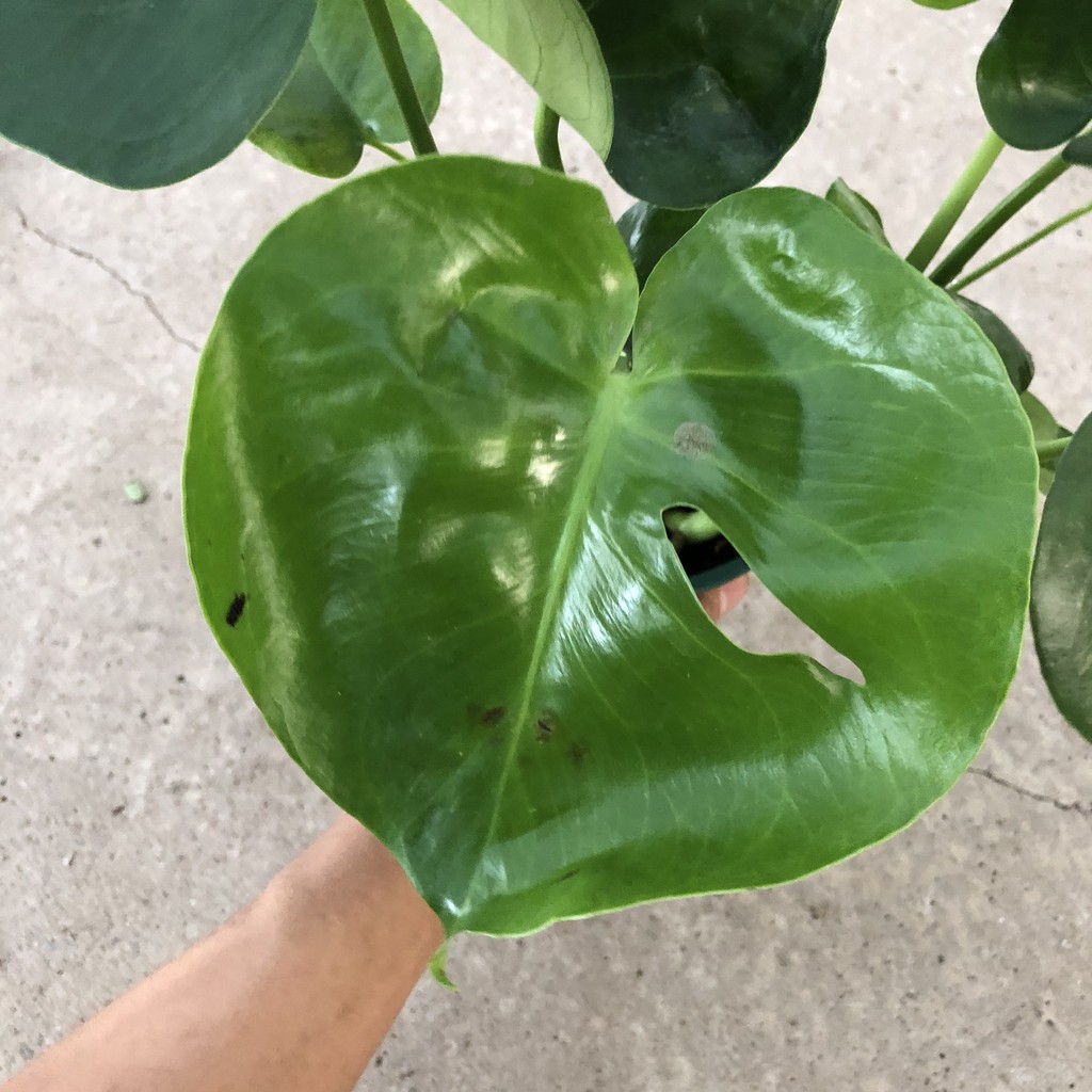 Cây trầu bà lá xẻ (trầu bà monstera) cỡ vừa, Chiều cao 35-40cm lá to đẹp bắt mắt dễ trồng thích hợp trang trí nội thất