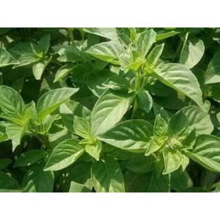 200h hạt giống lá é trắng ăn lẩu gà ( dễ trồng - năng suất cao )