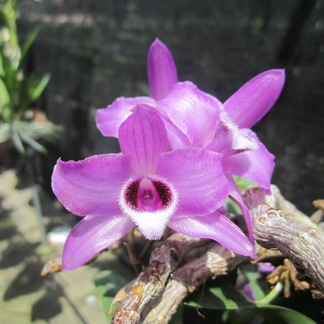 Hoa lan trầm tím giống