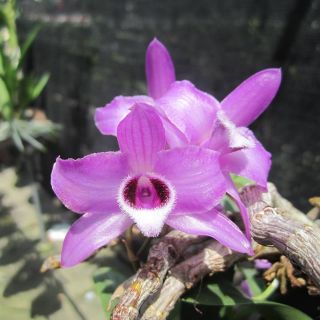 Hoa lan trầm tím giống