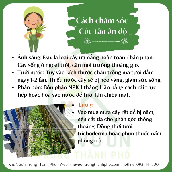 Cúc Tần Ấn Độ, cây che nắng (hỏa tốc HCM)