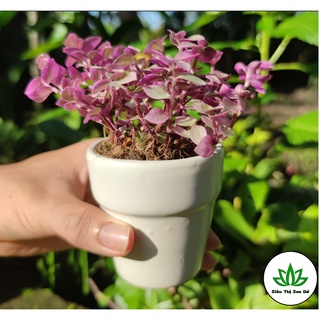 Sen Đá Sedum Hồng Đà Lạt Đã Thuần Khí Hậu Size Bầu Đường Kính 4-6cm