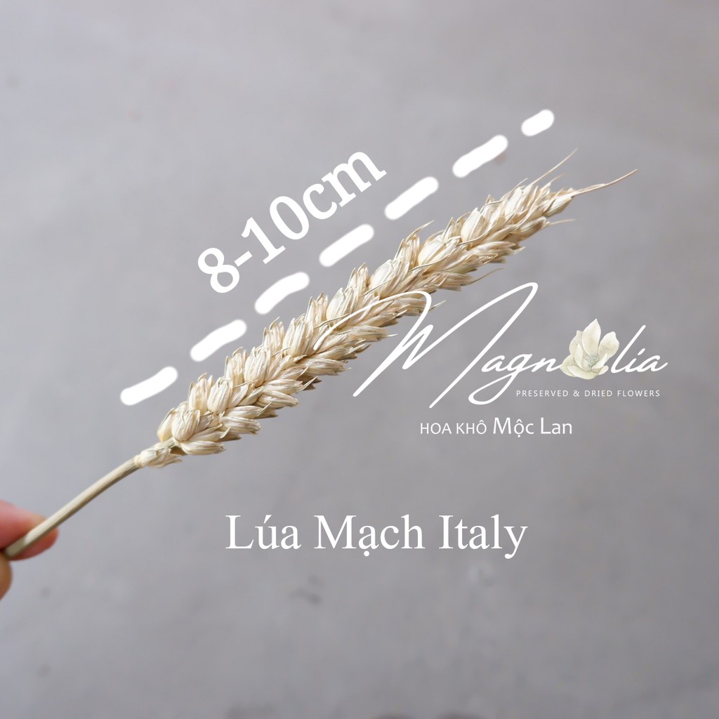 Hoa lúa mạch khô 🍁FREESHIP🍁 Hoa khô decor ITALY retro vinatge, trang trí cưới