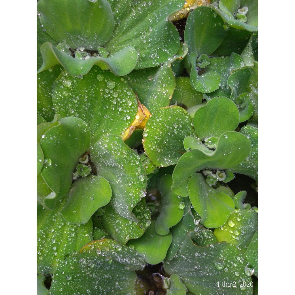 Bèo cái - Cây thủy sinh