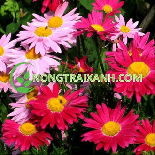50H - HẠT GIỐNG HOA CÚC THƠM/ CÚC ĐUỔI MUỖI