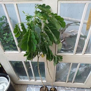 cây me tây cao từ 80cm