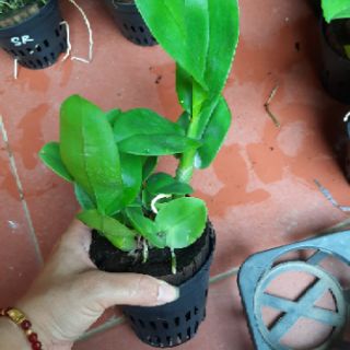Dendro hoa hồng cây giống