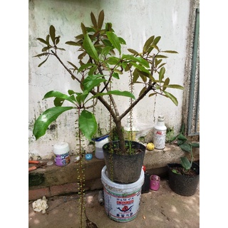 lộc vừng đỏ