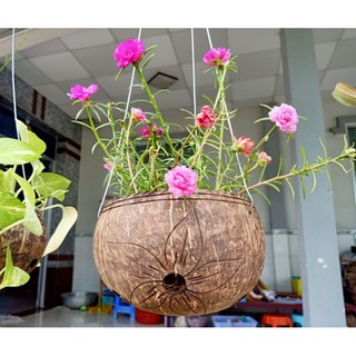 Chậu hoa gáo dừa 6 cái