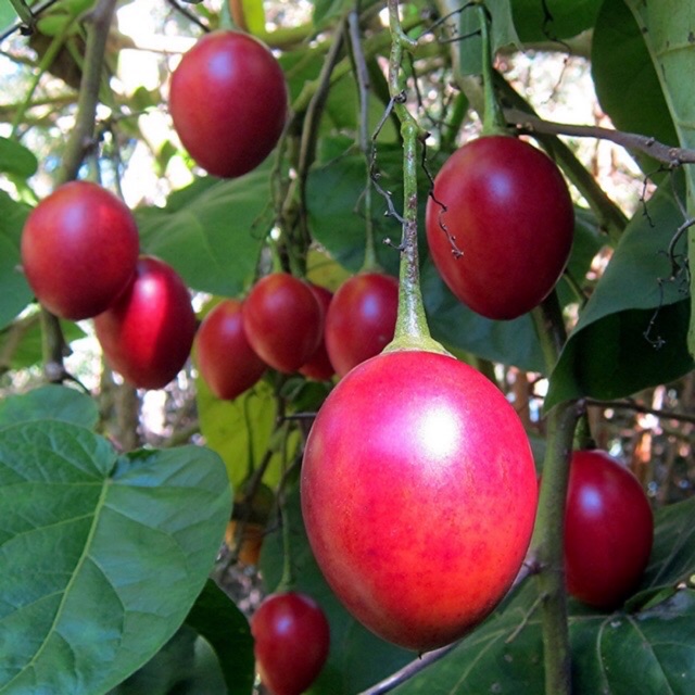 Hạt giống cà chua thân gỗ Tamarillo