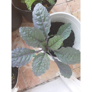 HẠT GIỐNG KALE KHỦNG LONG TÍM GÓI 100 HẠT